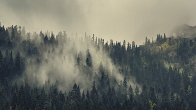 cached/dharmx_walls/fogsmoke/a_foggy_forest_with_trees_02.jpg