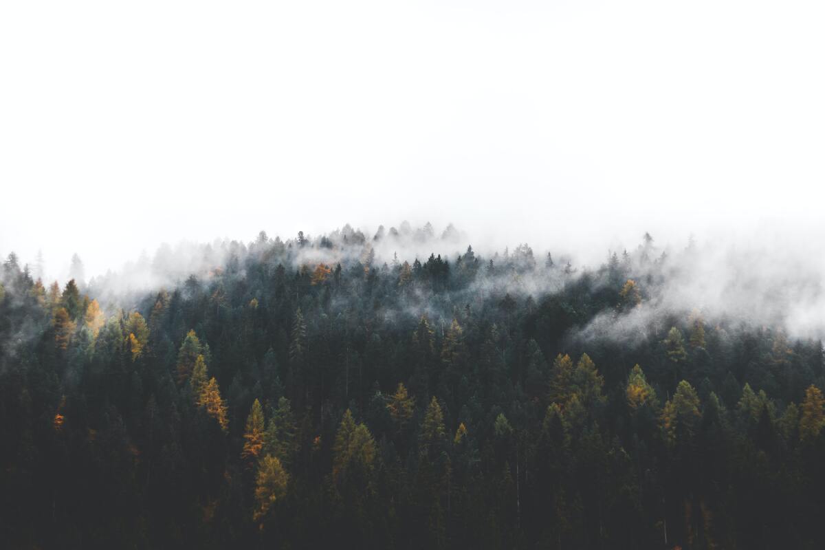 cached/dharmx_walls/fogsmoke/a_foggy_forest_with_trees_03.jpg