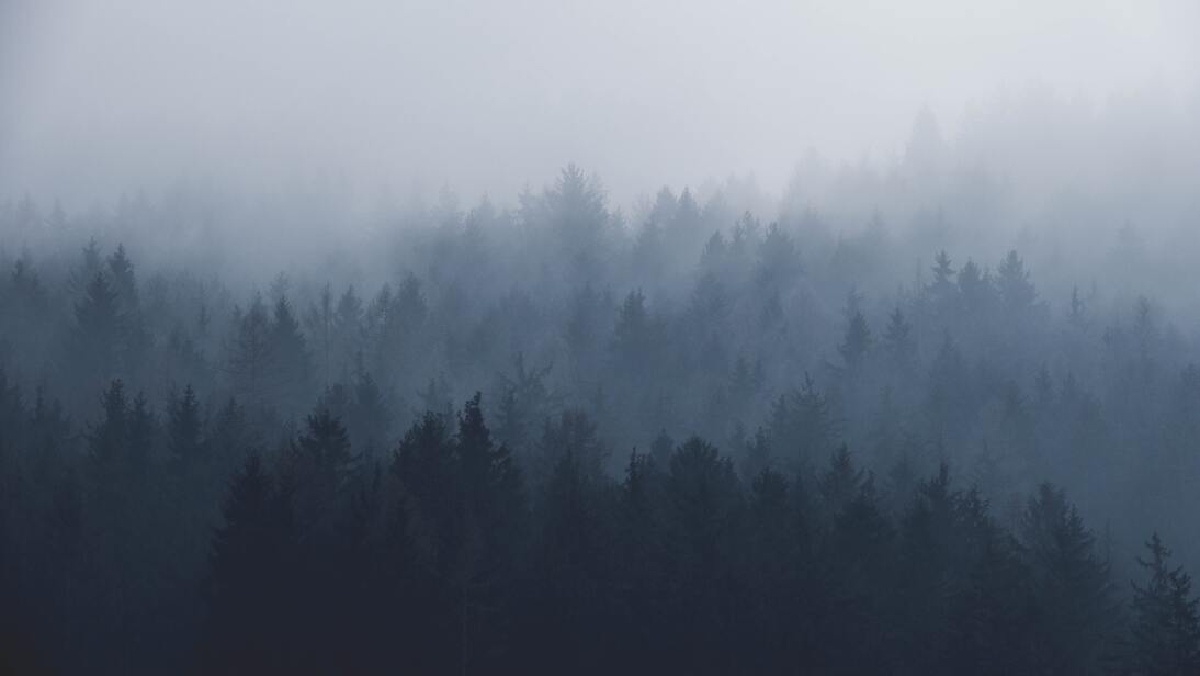 cached/dharmx_walls/fogsmoke/a_foggy_forest_with_trees_05.jpg