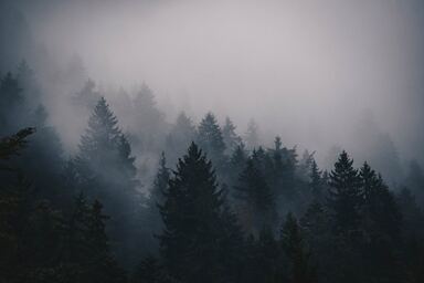 cached/dharmx_walls/fogsmoke/a_group_of_trees_in_the_fog.jpg