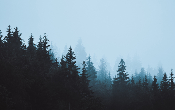 cached/dharmx_walls/fogsmoke/a_group_of_trees_in_the_fog_01.jpg