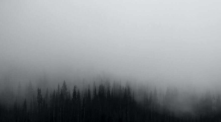 cached/dharmx_walls/fogsmoke/a_group_of_trees_in_the_fog_02.jpg