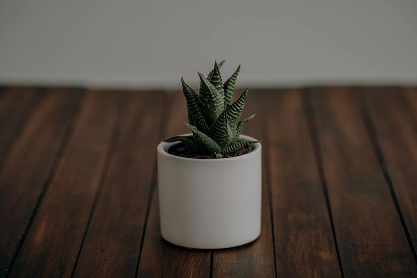 cached/dharmx_walls/interior/a_small_potted_plant_on_a_wood_surface.jpg