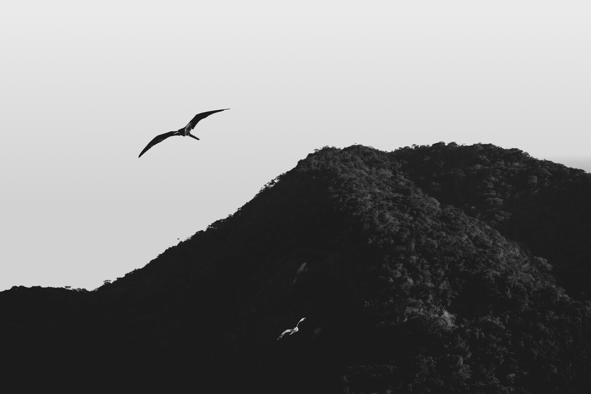 cached/dharmx_walls/monochrome/a_bird_flying_over_a_mountain.jpg