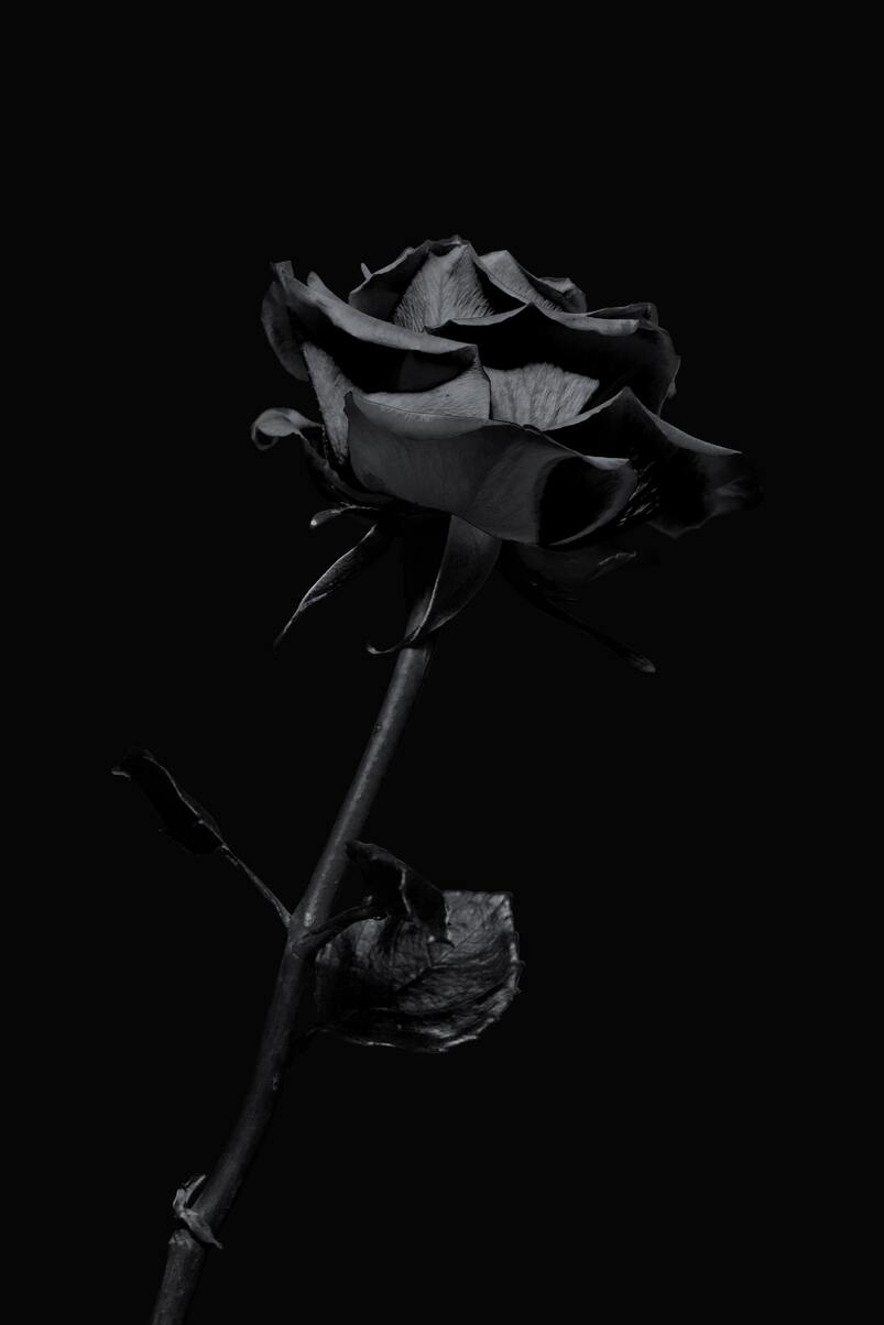 cached/dharmx_walls/monochrome/a_black_rose_with_a_black_background.jpg