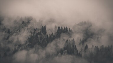 cached/dharmx_walls/monochrome/a_foggy_forest_with_trees.jpg