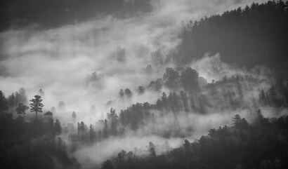 cached/dharmx_walls/monochrome/a_foggy_forest_with_trees_01.jpg