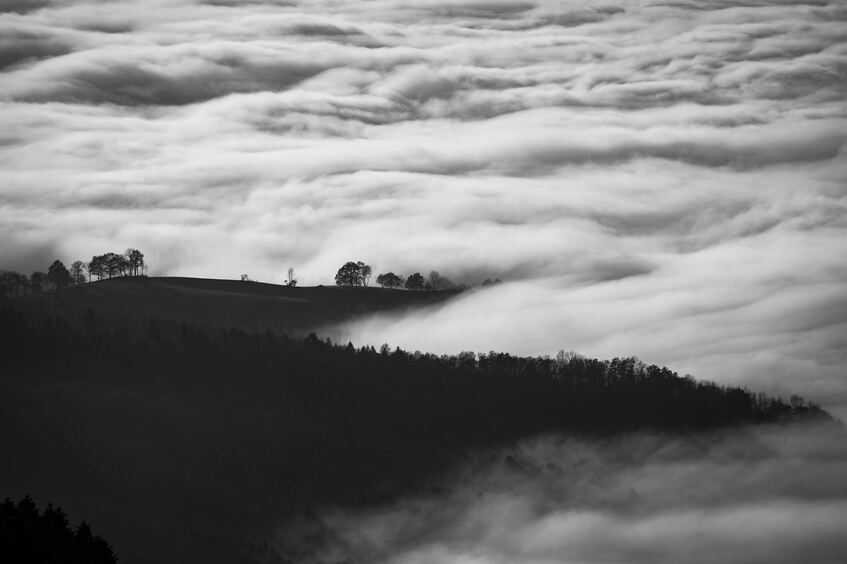 cached/dharmx_walls/monochrome/a_foggy_landscape_with_trees_and_clouds.jpg