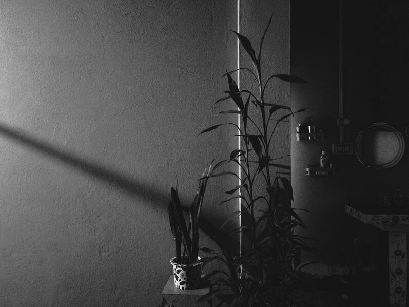 cached/dharmx_walls/monochrome/a_plant_in_a_pot.jpg