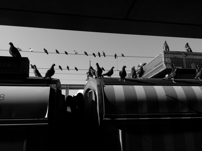 cached/dharmx_walls/monochrome/birds_on_top_of_a_bus.jpg