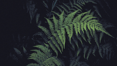 cached/dharmx_walls/nature/a_close_up_of_a_fern.jpg