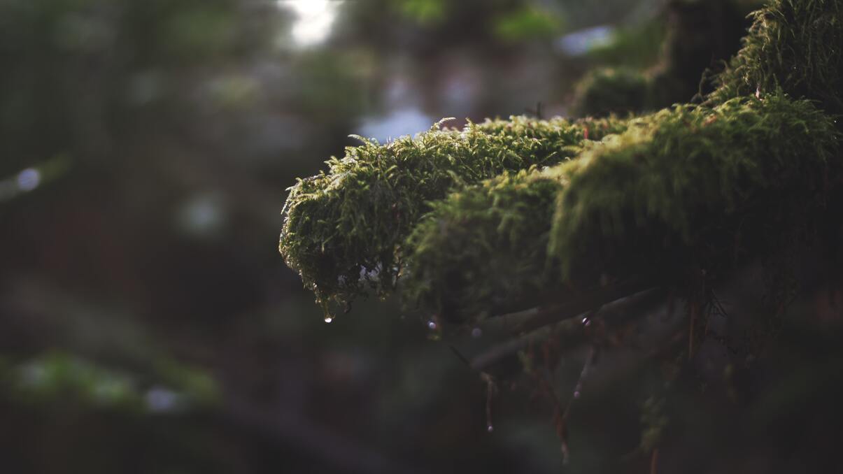 cached/dharmx_walls/nature/a_close_up_of_moss_on_a_branch.jpg