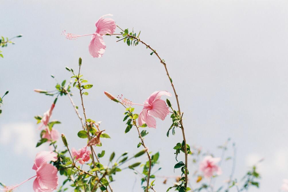 cached/dharmx_walls/nature/a_close_up_of_pink_flowers.jpg