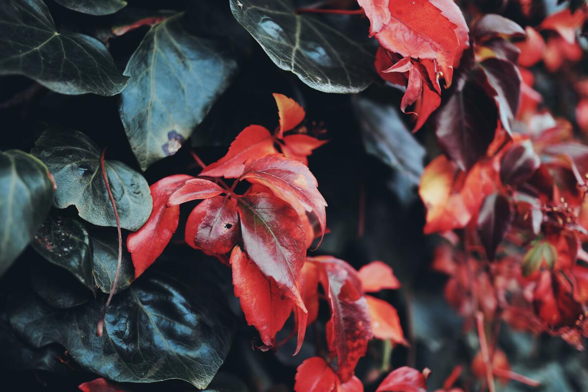 cached/dharmx_walls/nature/a_close_up_of_red_leaves.jpg