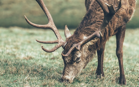 cached/dharmx_walls/nature/a_deer_with_antlers_grazing_on_grass.jpg