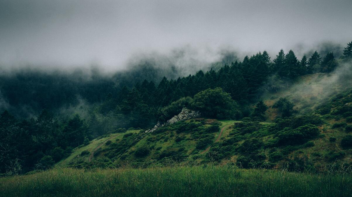 cached/dharmx_walls/nature/a_foggy_landscape_with_trees_and_grass.jpg