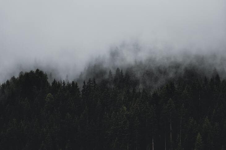 cached/dharmx_walls/nature/a_forest_of_trees_with_fog.jpg