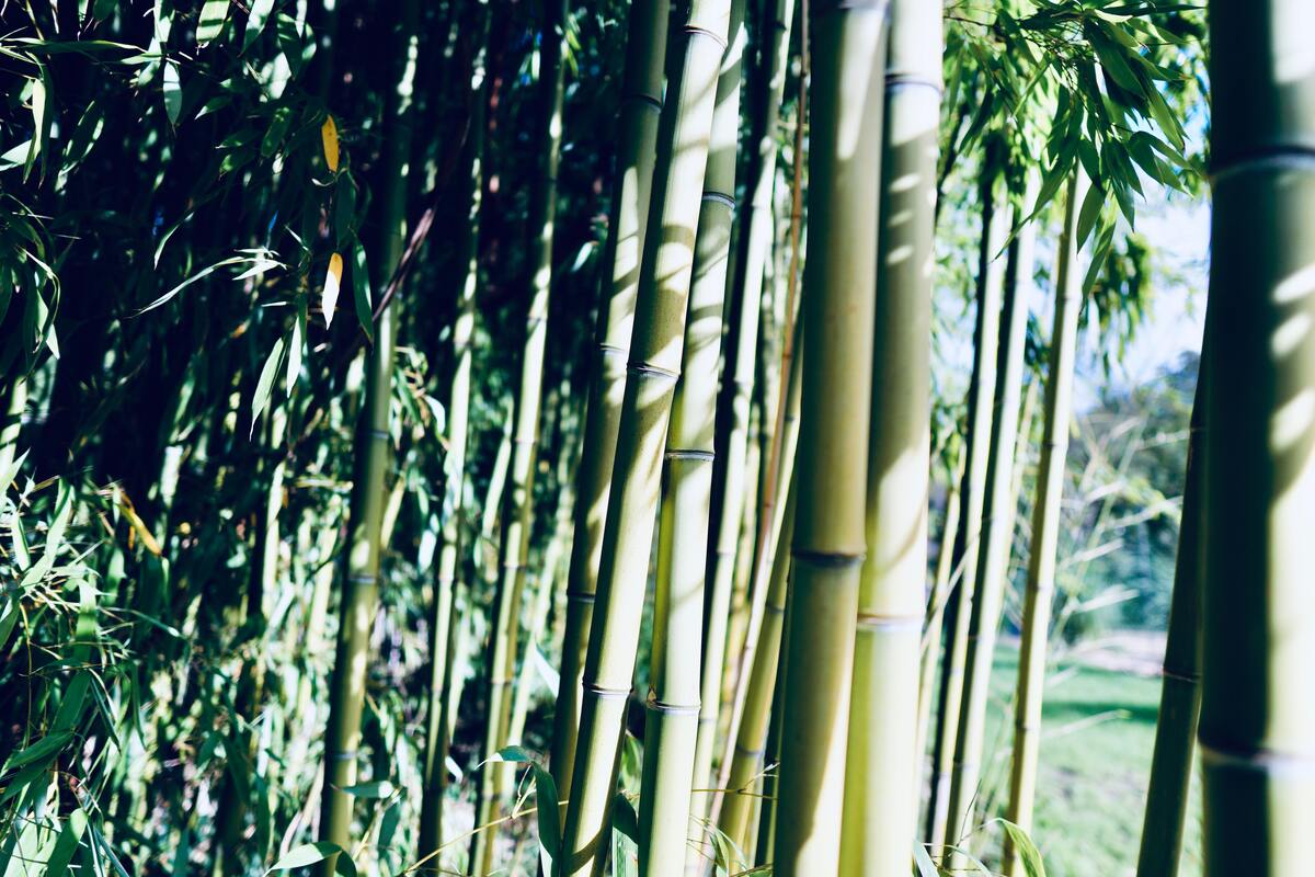 cached/dharmx_walls/nature/a_group_of_bamboo_trees.jpg