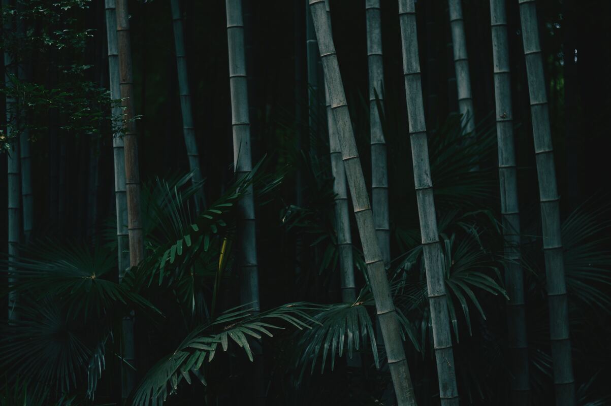 cached/dharmx_walls/nature/a_group_of_bamboo_trees_01.jpg