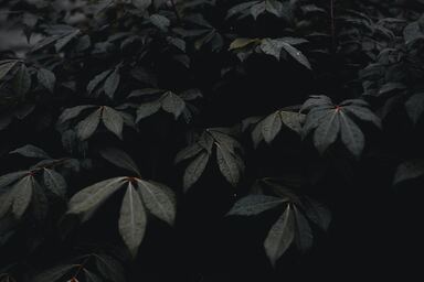 cached/dharmx_walls/nature/a_group_of_black_leaves.jpg