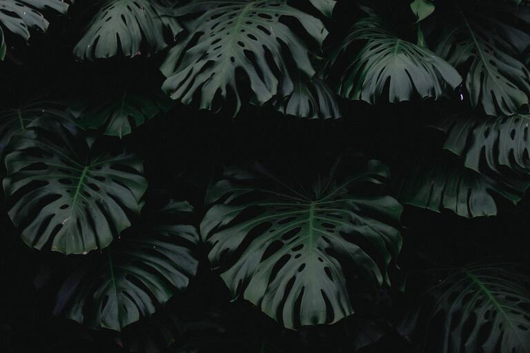 cached/dharmx_walls/nature/a_group_of_dark_leaves.jpg