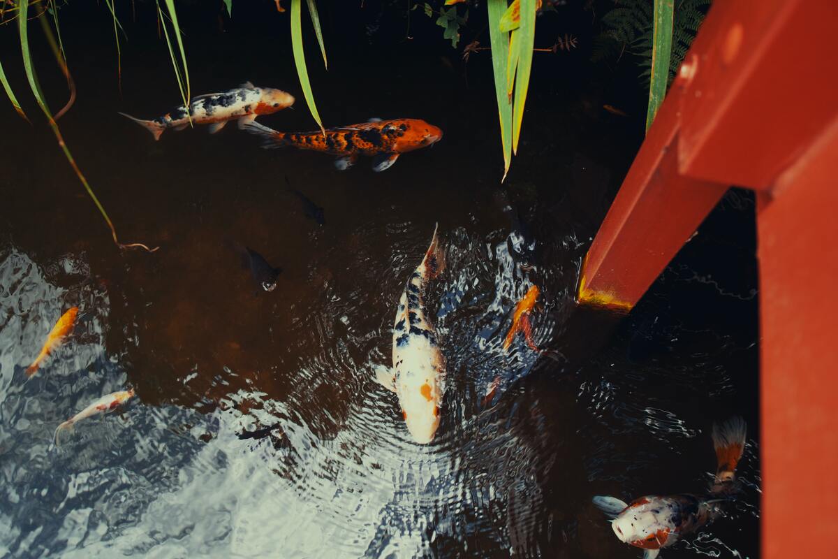 cached/dharmx_walls/nature/a_group_of_fish_swimming_in_a_pond.jpg