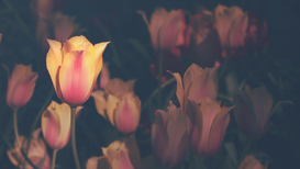 cached/dharmx_walls/nature/a_group_of_pink_tulips.png