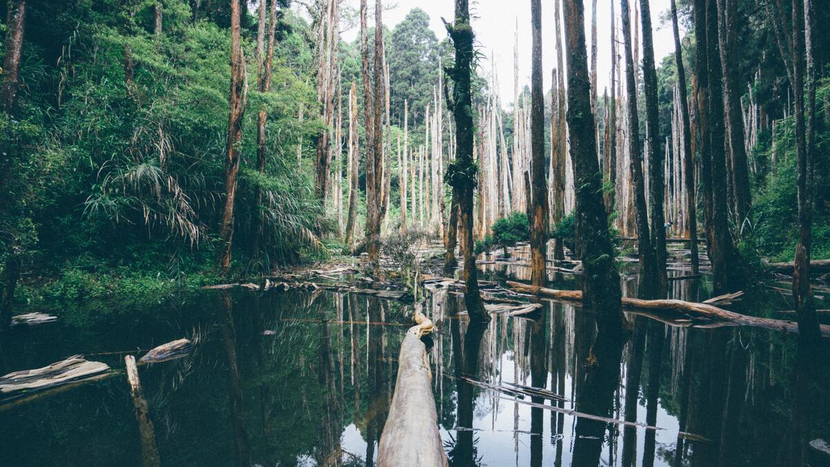 cached/dharmx_walls/nature/a_log_in_a_body_of_water_surrounded_by_trees.jpg