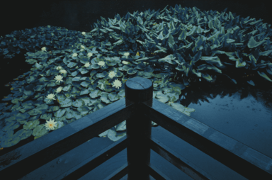 cached/dharmx_walls/nature/a_pond_with_lily_pads_and_a_wooden_fence.png