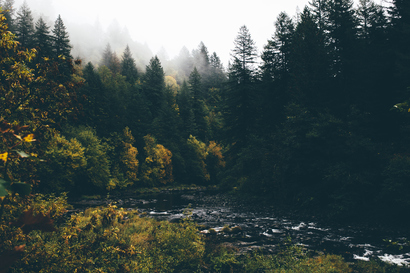 cached/dharmx_walls/nature/a_river_running_through_a_forest.jpg