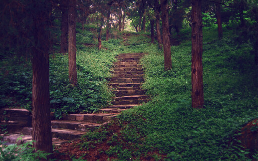 cached/dharmx_walls/nature/a_stone_stairs_in_a_forest.jpg