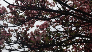 cached/dharmx_walls/nature/a_tree_with_pink_flowers.png