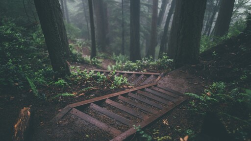 cached/dharmx_walls/nature/a_wooden_stairs_in_a_forest.jpg