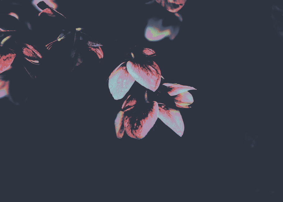 cached/dharmx_walls/nord/a_close_up_of_flowers.png