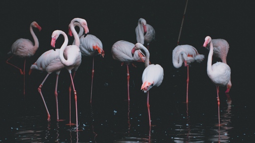 cached/dharmx_walls/nord/a_group_of_flamingos_standing_in_water.jpg