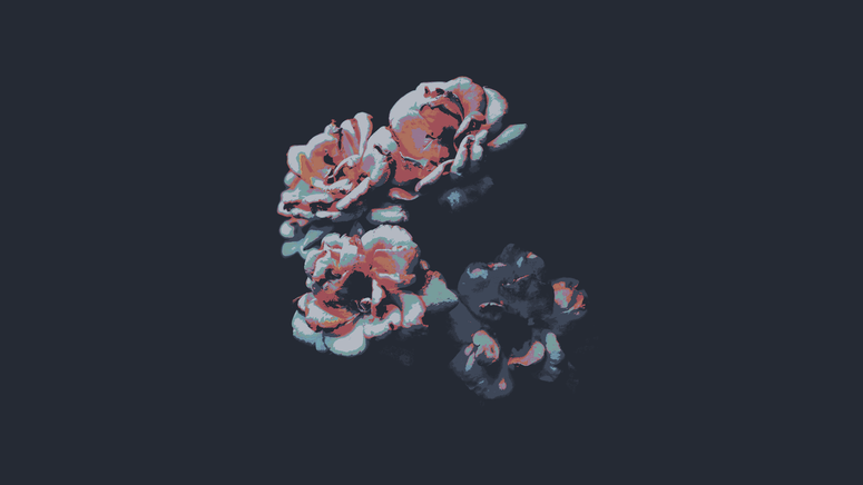 cached/dharmx_walls/nord/a_group_of_flowers_on_a_black_background.png