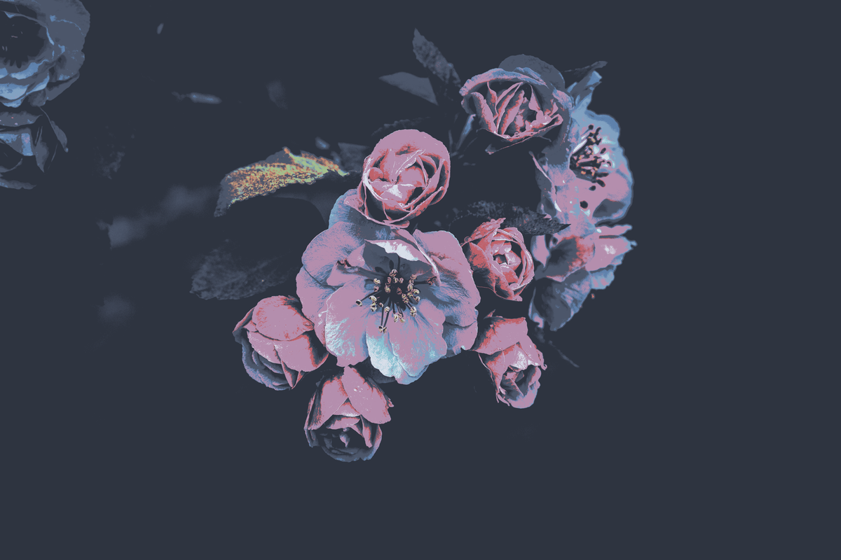 cached/dharmx_walls/nord/a_group_of_pink_flowers_02.png