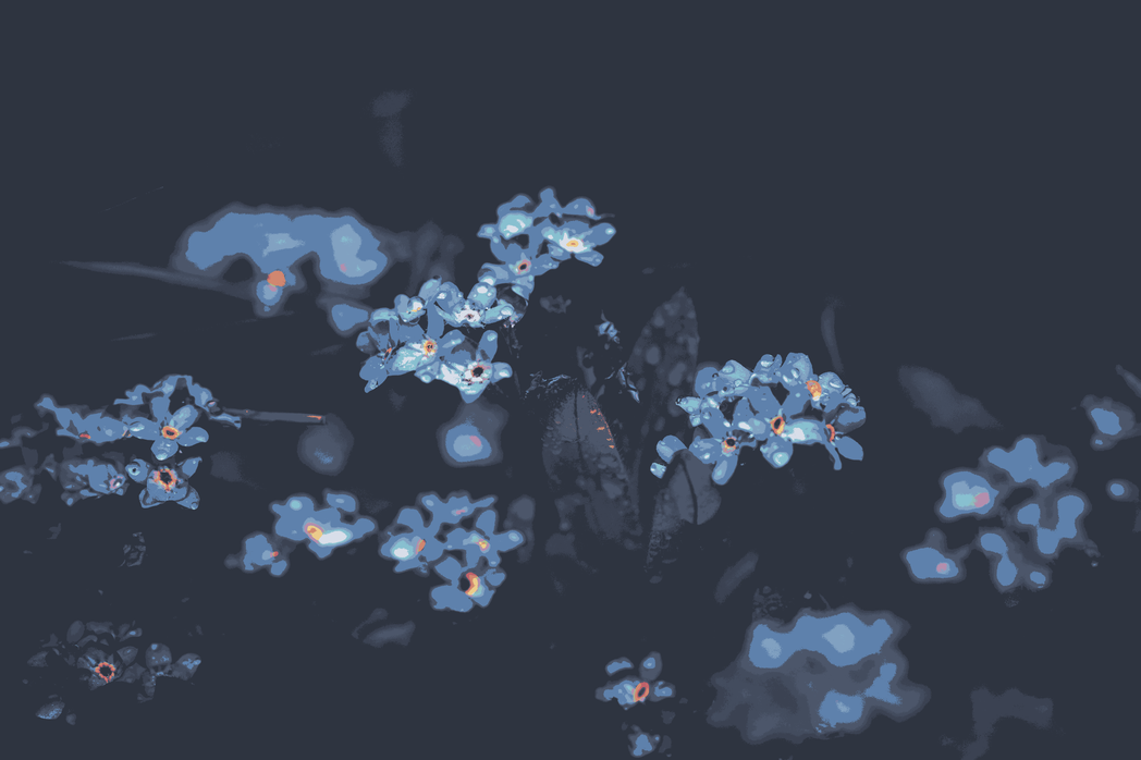 cached/dharmx_walls/nord/a_group_of_small_flowers.png