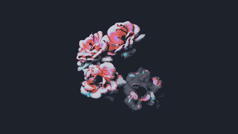 cached/dharmx_walls/outrun/a_group_of_flowers_on_a_black_background.jpg