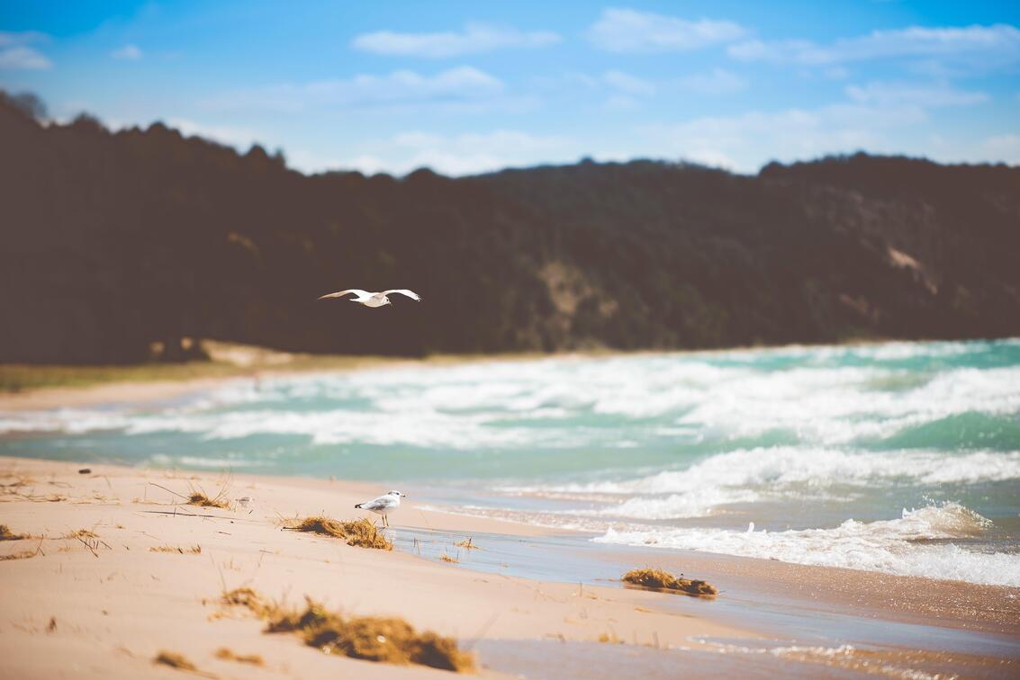 cached/dharmx_walls/unsorted/a_bird_flying_over_a_beach.jpg