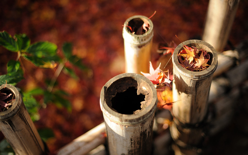 cached/dharmx_walls/unsorted/a_group_of_bamboo_poles_with_leaves_on_them.jpg