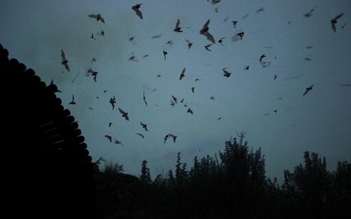 cached/dharmx_walls/unsorted/a_group_of_bats_flying_in_the_sky.jpg