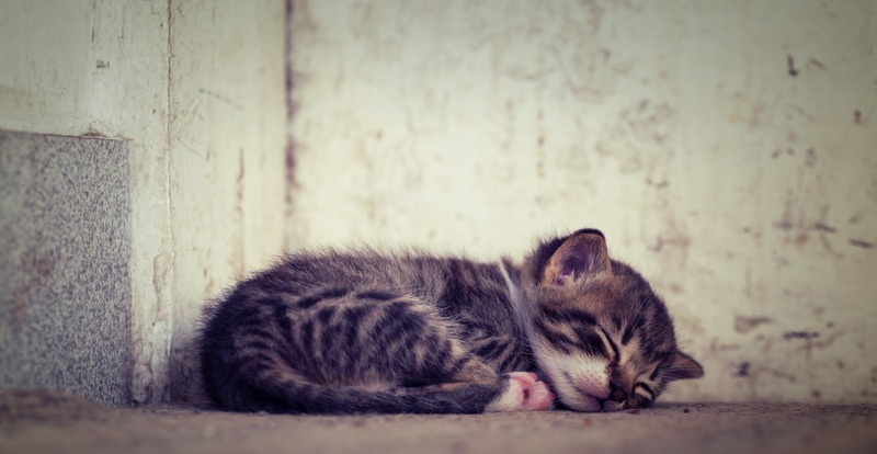 cached/dharmx_walls/unsorted/a_kitten_sleeping_on_the_ground.jpg