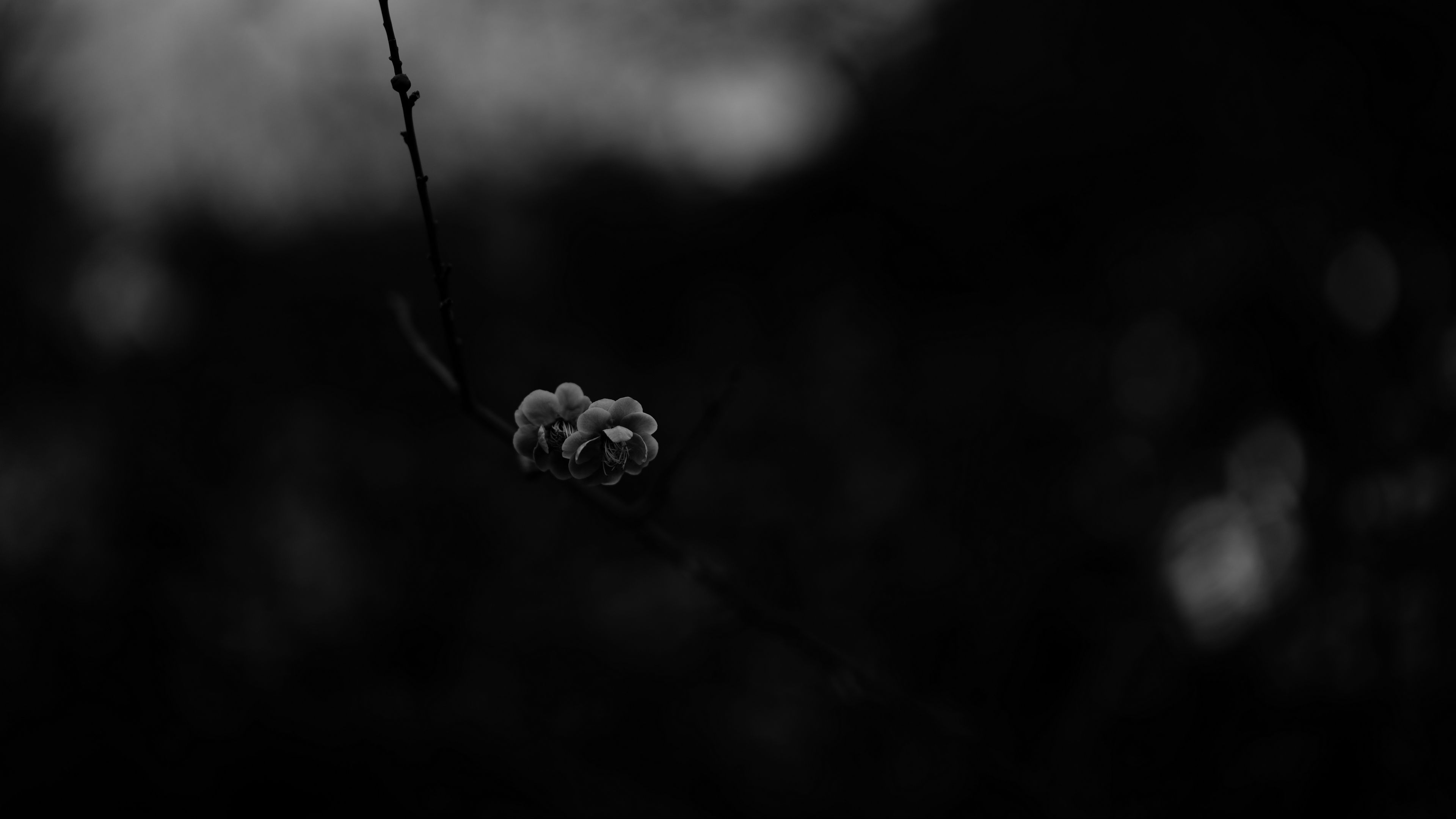 hyprdots/Graphite-Mono/spring_bloom.jpg